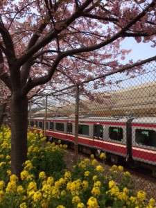 河内桜