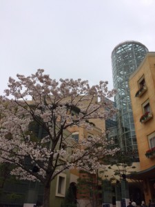 桜